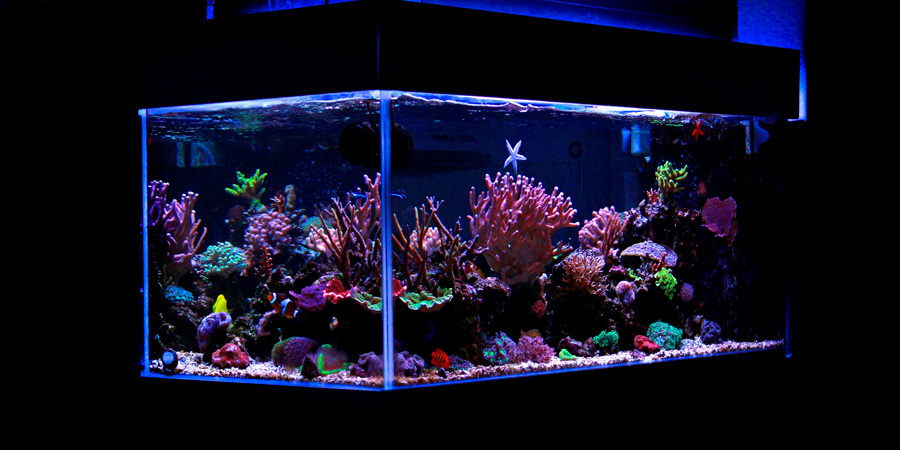Vivid Color LED Strip Light blue stips are ideal for fish tanks and saltwater aquariums