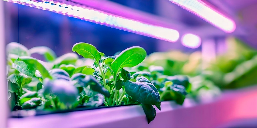 indoor-gardening-using-uv-light Indoor garden with plants growing under UV light.